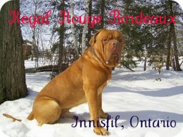 Regal Rouge Bordeaux Kenne